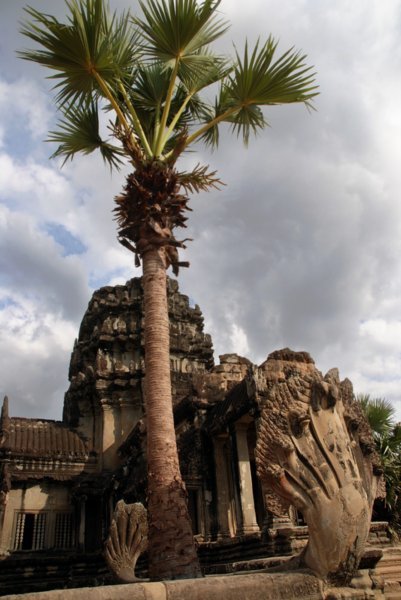 Palm, Naga