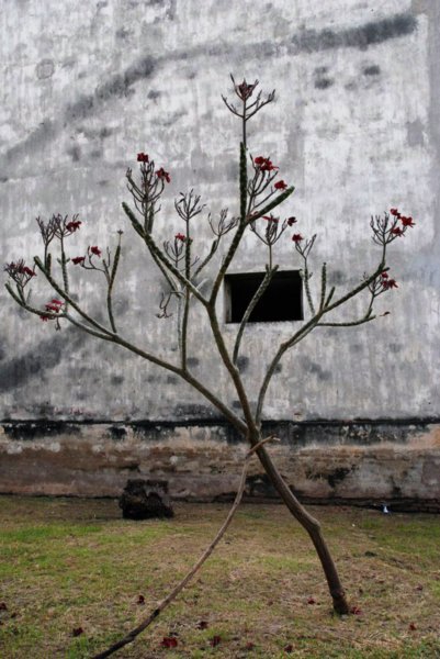 flowering tree, Tuol Sleng