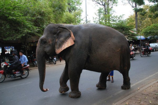 City Elephant