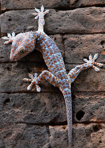 Gecko, Roulous Group