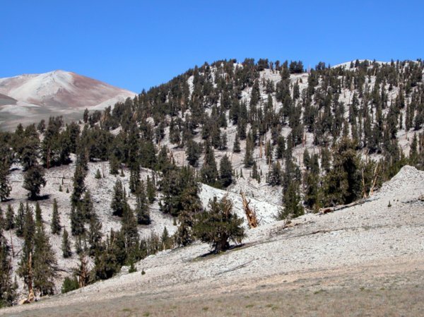 Bristlecone Pine Forest at 3500 meters