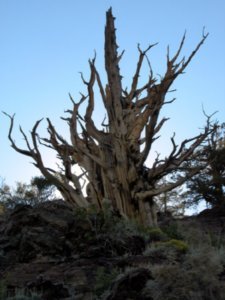 The Oldest Living Thing- a Bristlecone Pine(Pinus longaeva)