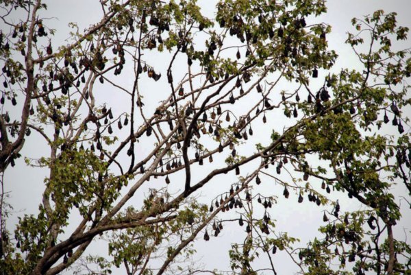 The Bats of Phnom Penh