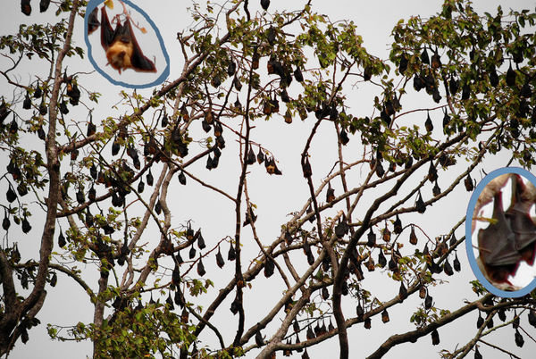 Flying Foxes(very large bats) in the middle of the City!