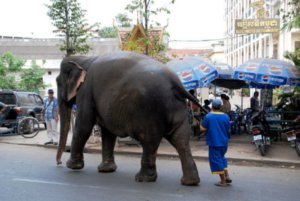 Sambo-Phnom Penh's elephant!