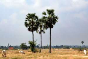 Outskirts of Phnom Penh