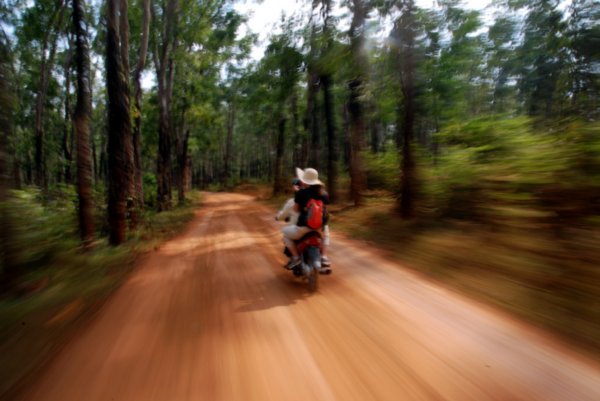 Gliding through the Rubber Tree Forest