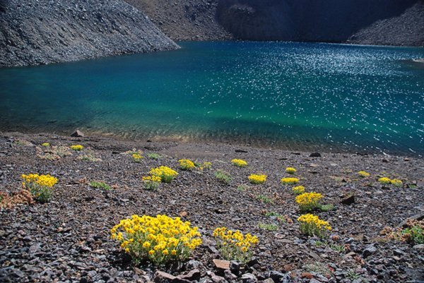 Alpine flowers at 10,400 feet