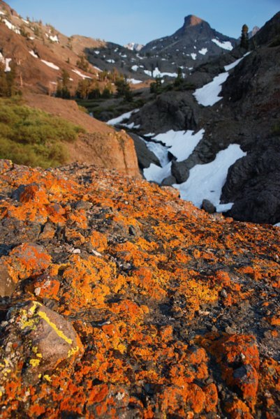 Lichens, Blue Canyon