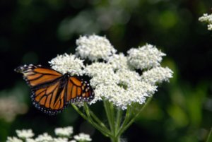 Monarch Butterfly, wildflowers
