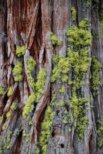 Incense Cedar bark with lichens