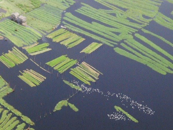 Wetlands near Phnom Penh and flock of birds
