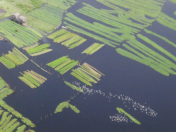 Wetland and Flocks of Birds near Phnom Penh