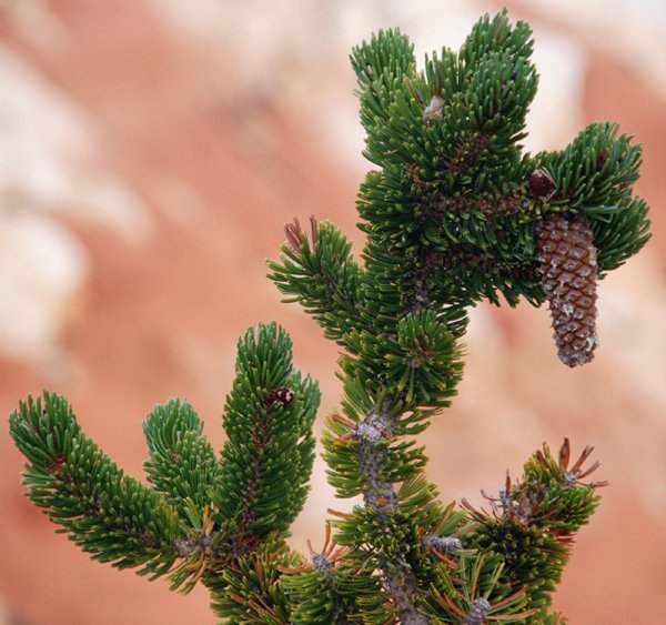Bristlecone Pine, (Pinus longaeva)