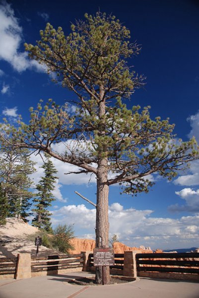 Ponderosa Pine, (Pinus ponderosa)