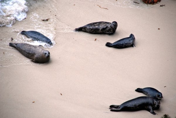harbor seals and pups