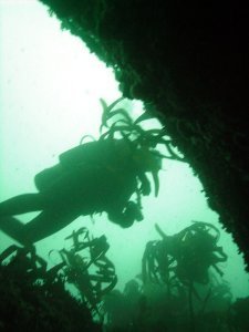 diver and bull kelp