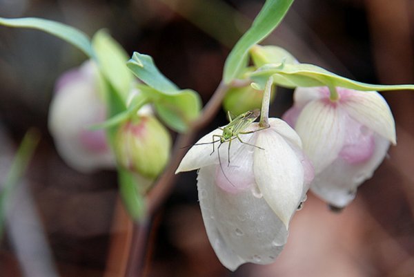 drippy flower bug