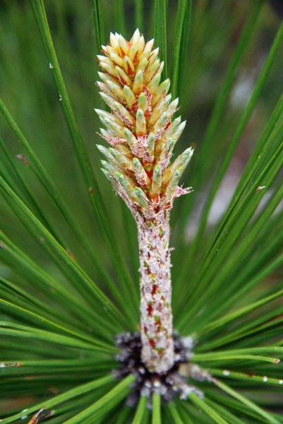 Grey Pine growth