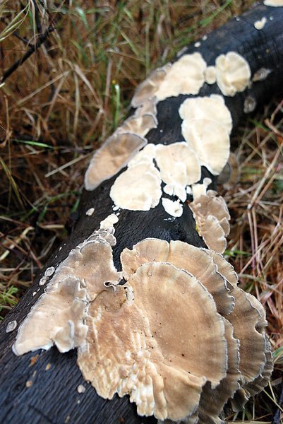fungus on wood