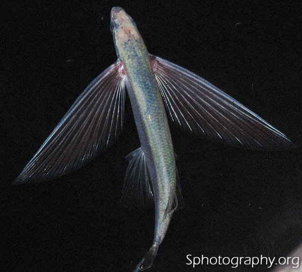 Flying Fish!! Cheilopogon pinnatibarbatus californicus