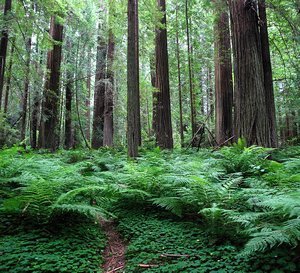 Sorrel, Ferns, Redwoods