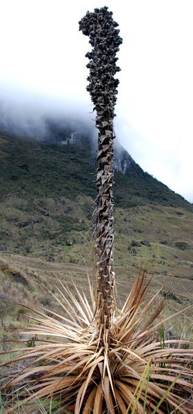 giant, dead Puya