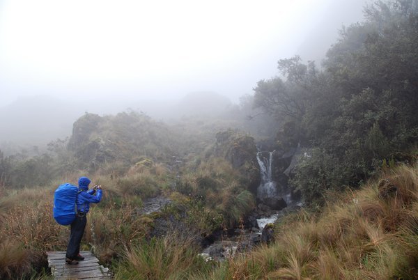 Polylepis trees in the mist, PN Las Cajas