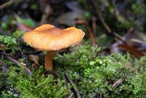Las Cajas Mushroom/ Hongo de Las Cajas