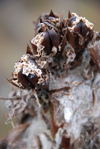 Seeds of the Puya / Semillas de la Puya