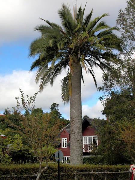Chilean Palm, Frutillar