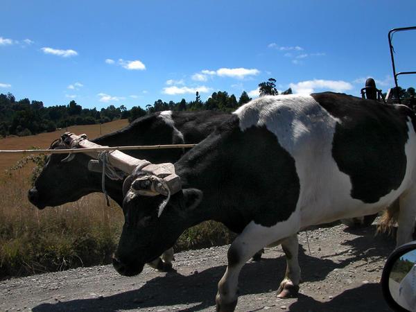 Oxen, Osorno