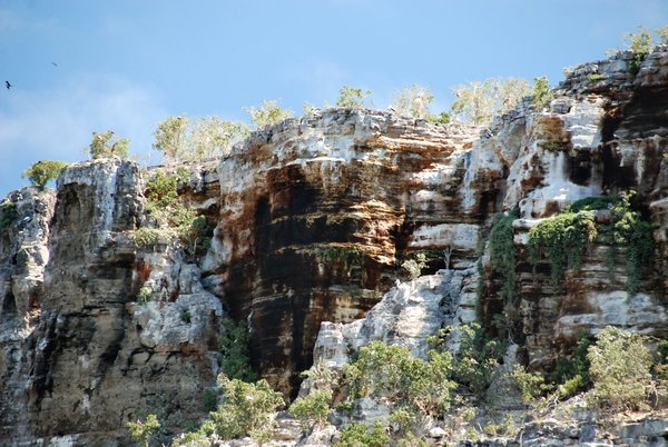 Darwin Island Cliffs