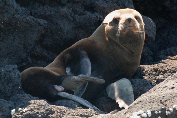 Fur Seal, look at those testicles!