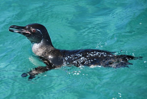 Galapagos Penguin!