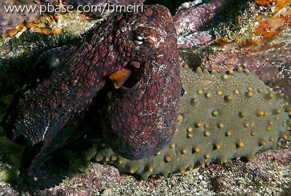 Galapagos Reef Octopus, Sea Cucumber