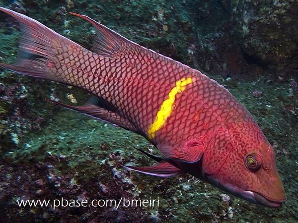 Yellow Banded Redfish