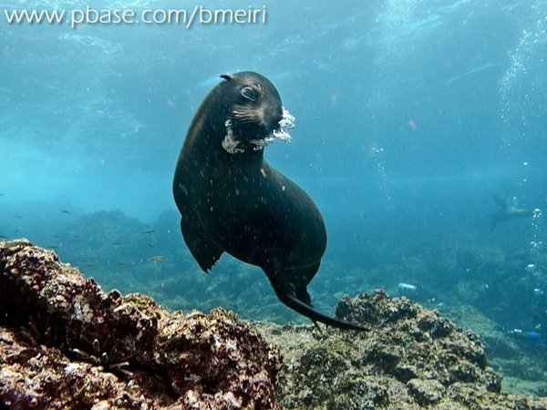 Galapagos Fur Seal portrait