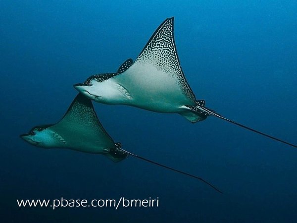 White-Spotted Eagle Rays