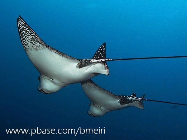 White-Spotted Eagle Ray 