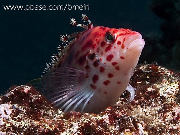 Pixy Hawkfish