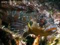 Throat-Spotted Blenny 