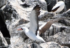 Masked or Nazca Booby