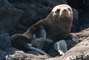 Fur Seal, look at those testicles!