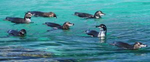 Galapagos Penguins, Isabella Island