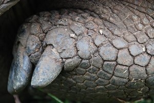 Giant Tortoise Foot