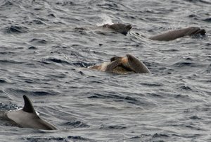 Sea Turtles mating with Dolphins nearby!