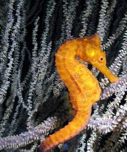 Pacific seahorse (Hippocampus ingens). 