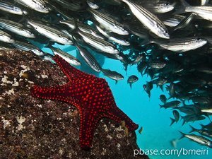 Black-Striped Salemas & Sea Star 