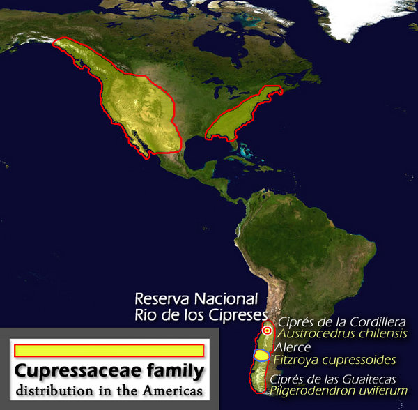 Cupressaceae or Cypress family